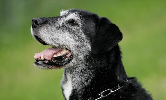Seniorenpfotentraining Hundeschule Circle of Life