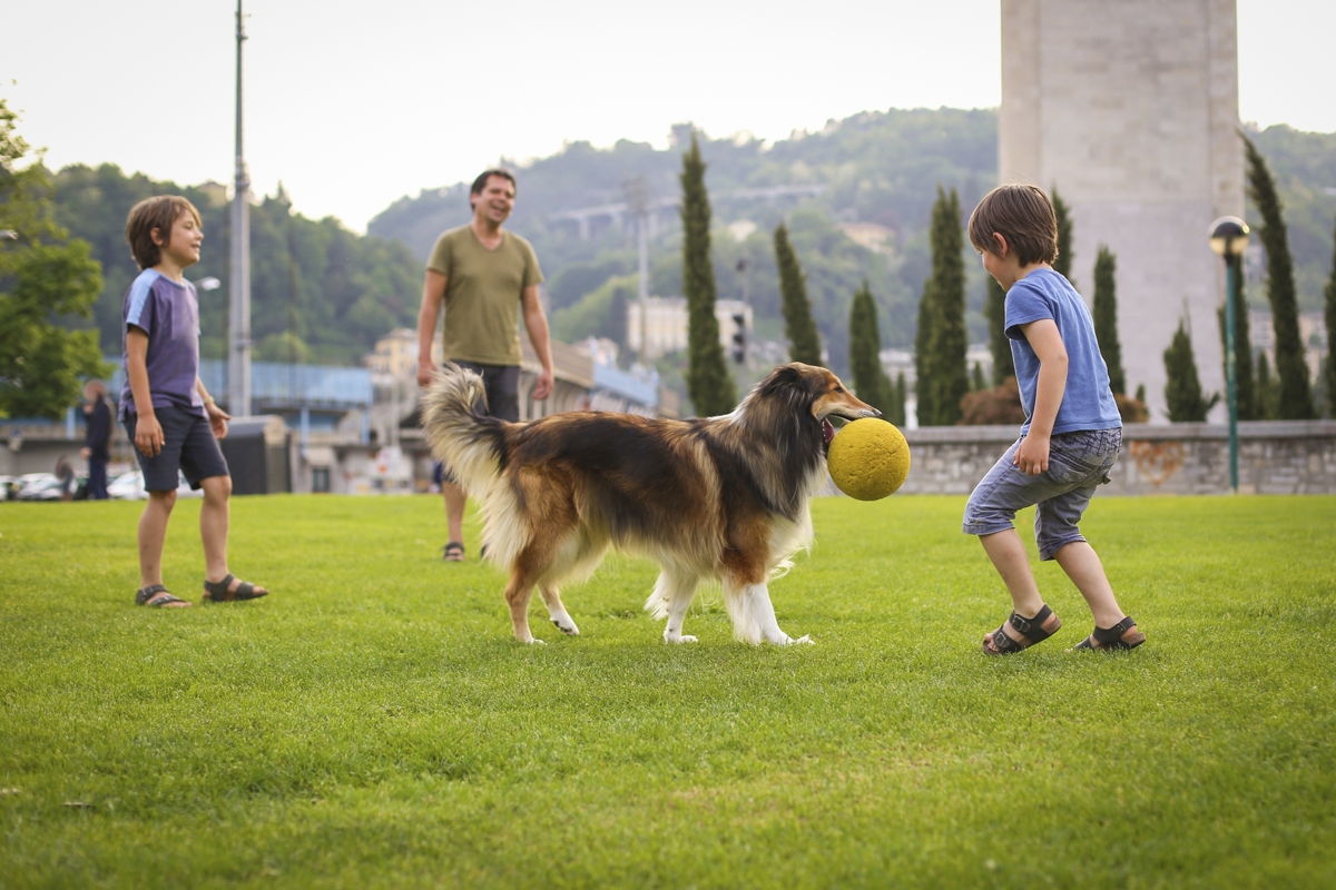 Alltagstraining Erziehung, Beschäftigung Hundeschule Circle of Life