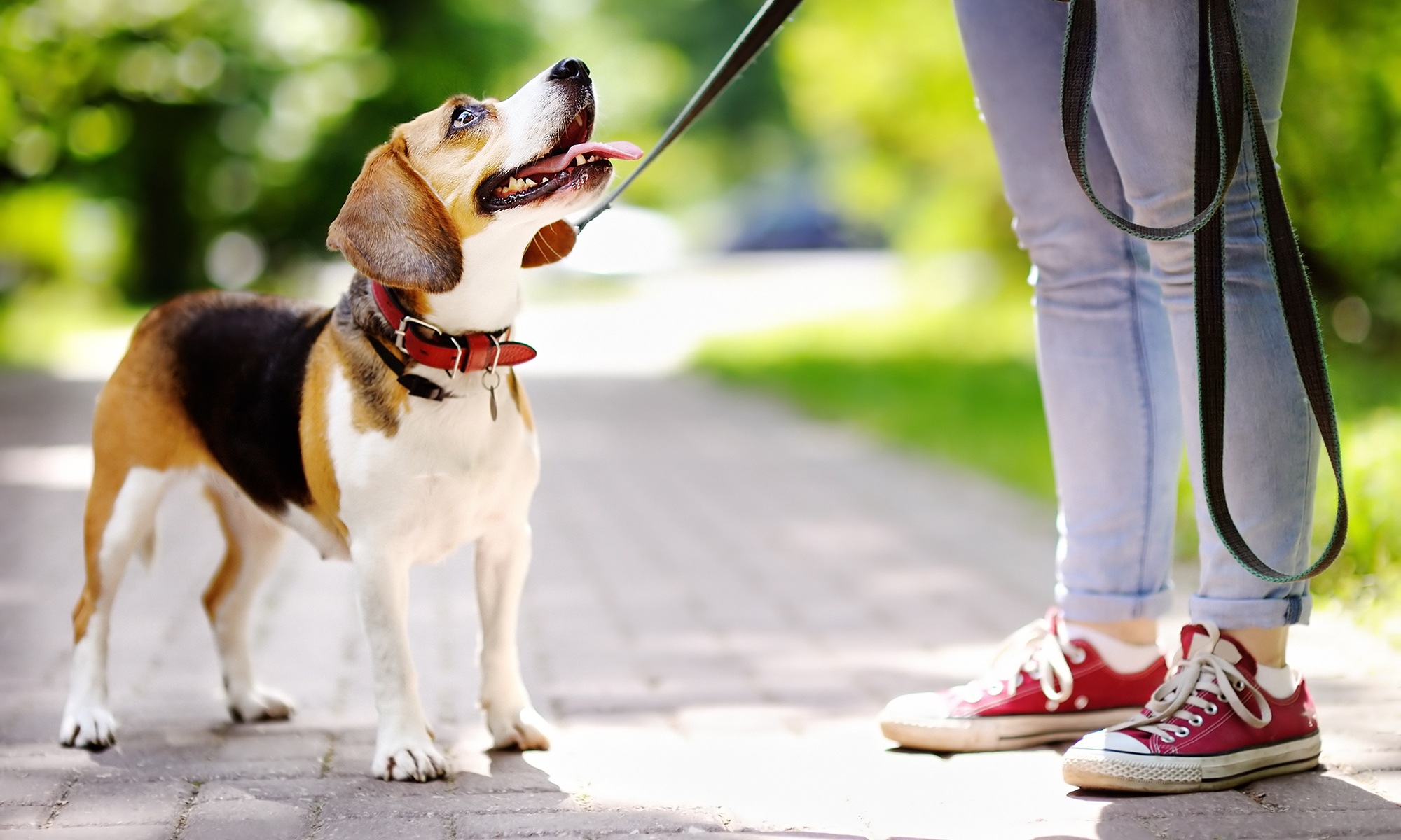 Junghunde Basiskurs Hundeschule Circle of Life