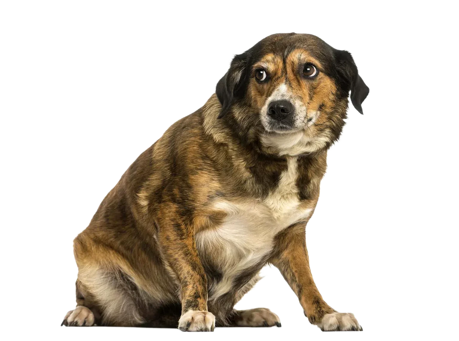 Stress beim Hund