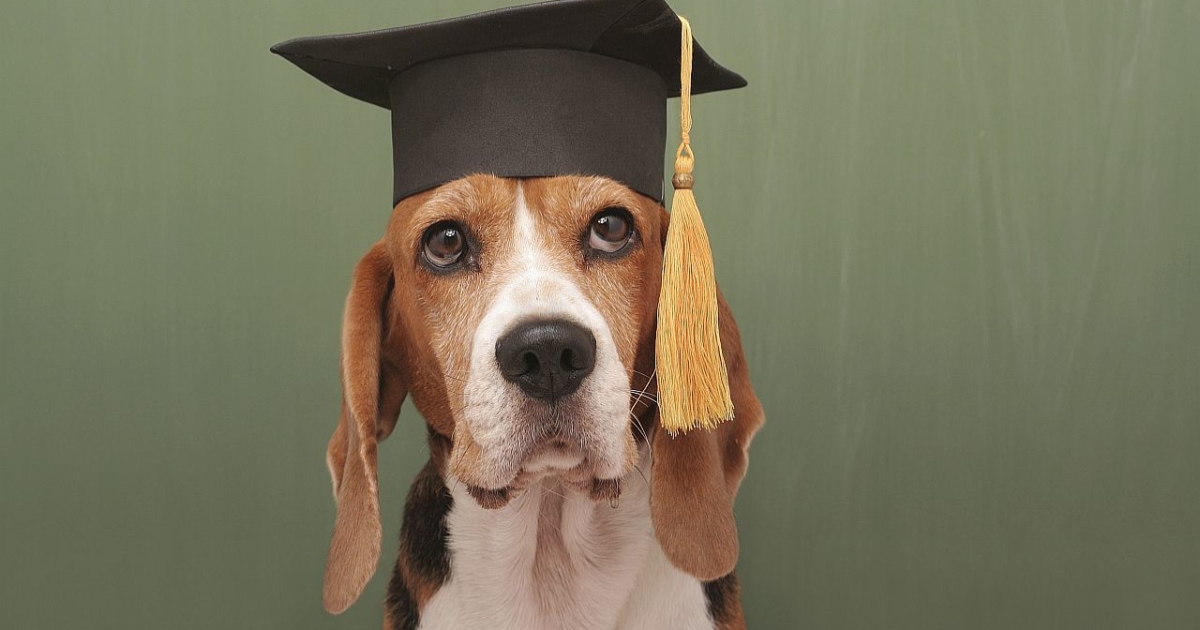 Weitere Angebote Hundeschule Circle of Life