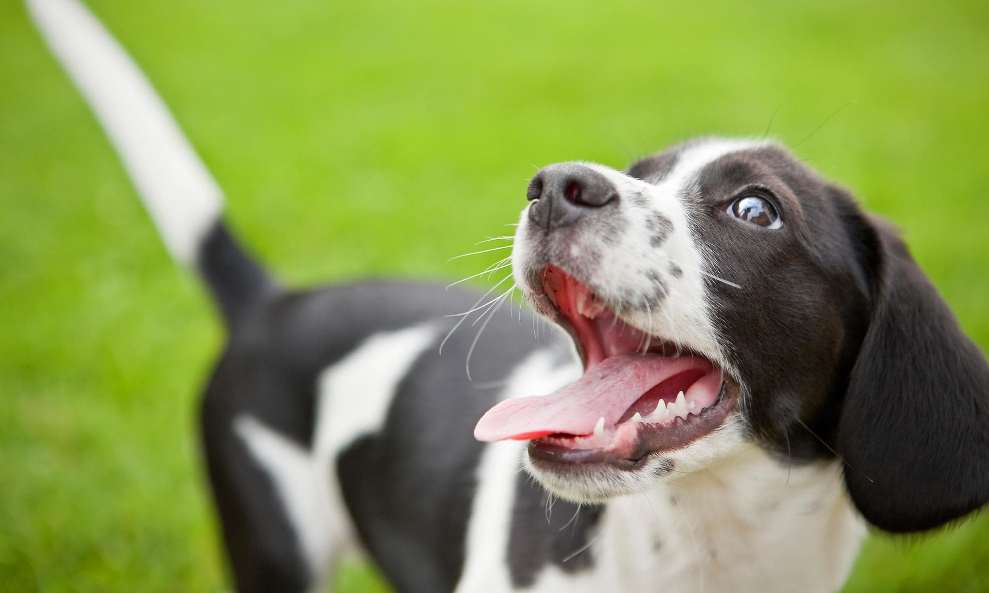 Welpenkurs Hundeschule Circle of Life