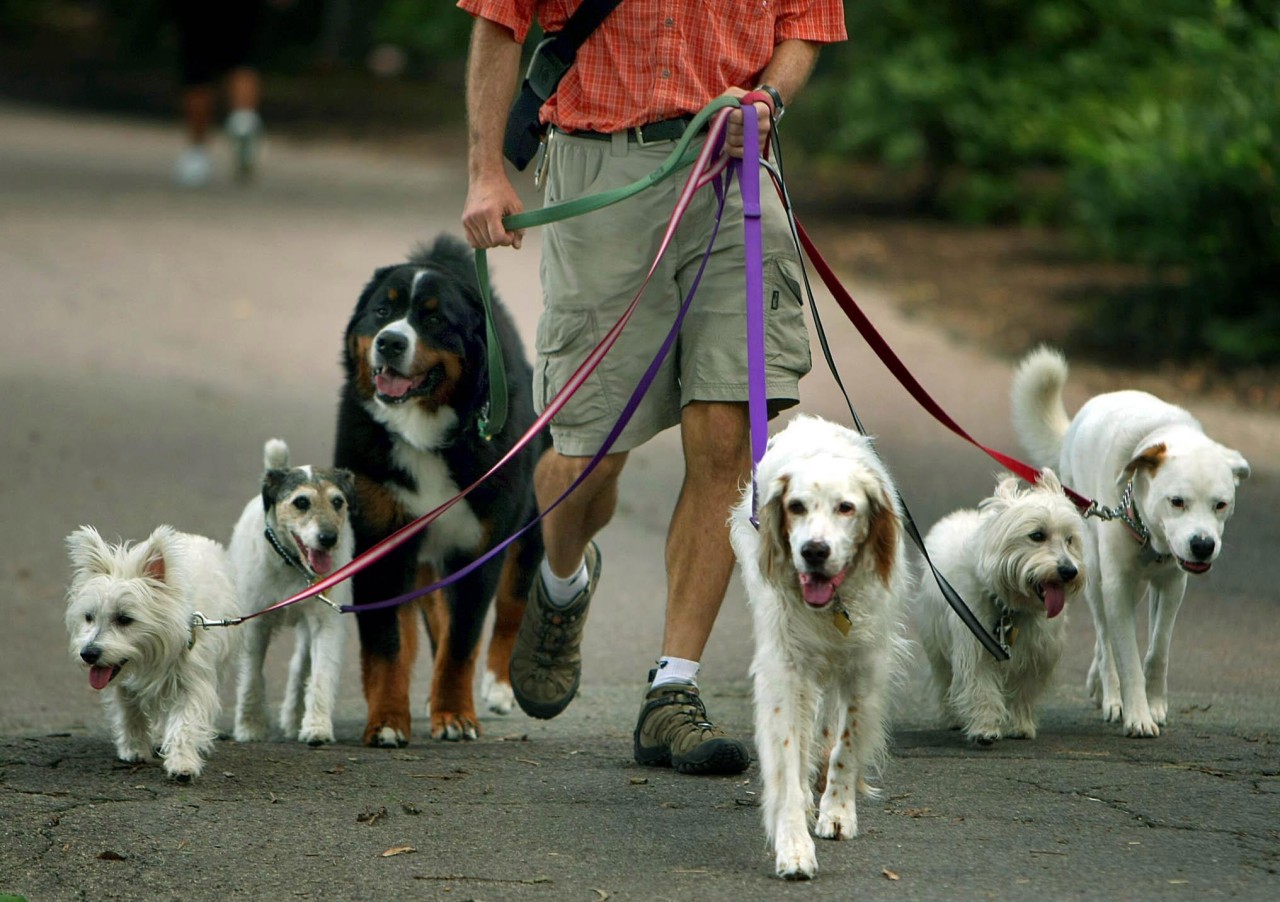 Mehrhundehaltung